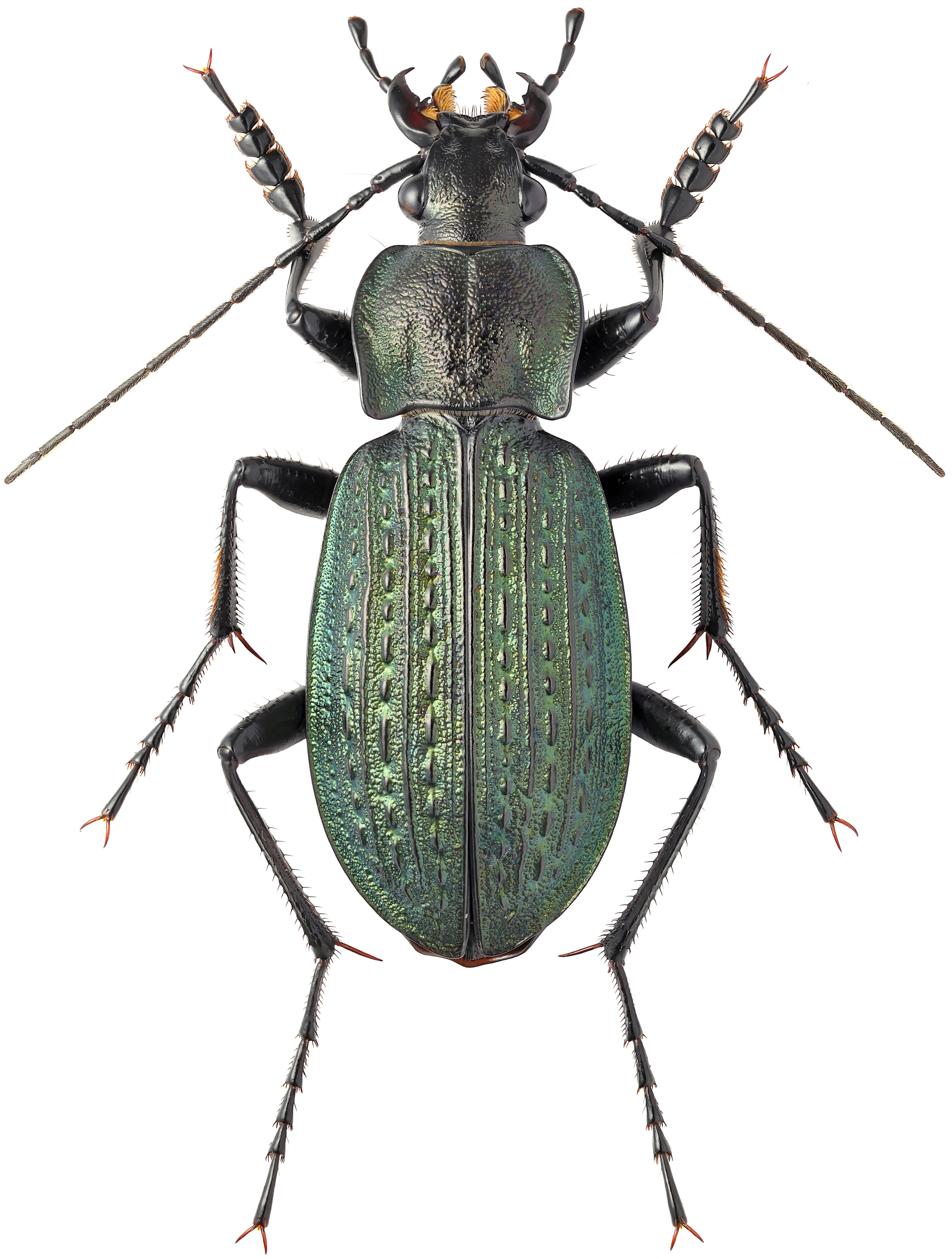Carabus Alchetron, The Free Social Encyclopedia